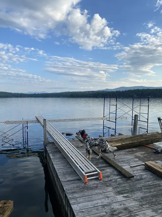 Dog on the old timber dock beside stacked staging and work platforms